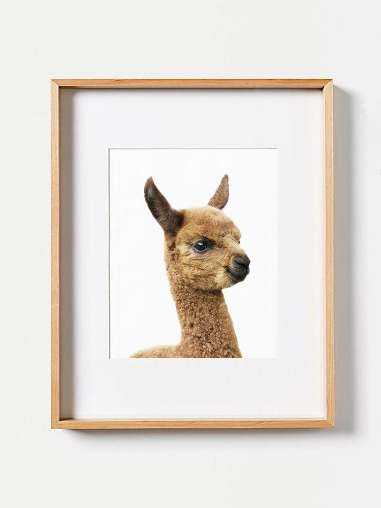 Baby Llama PosterPosterMARY & FAPMARY & FAP