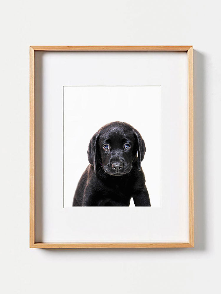 Baby Labrador PosterPosterMARY & FAPMARY & FAP