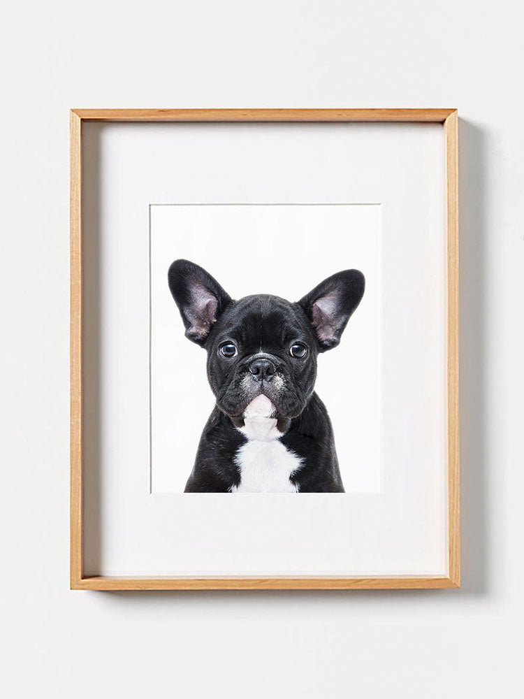 Baby French Bull PosterPosterMARY & FAPMARY & FAP