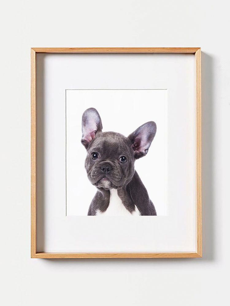 Baby French Bulldog PosterPosterMARY & FAPMARY & FAP