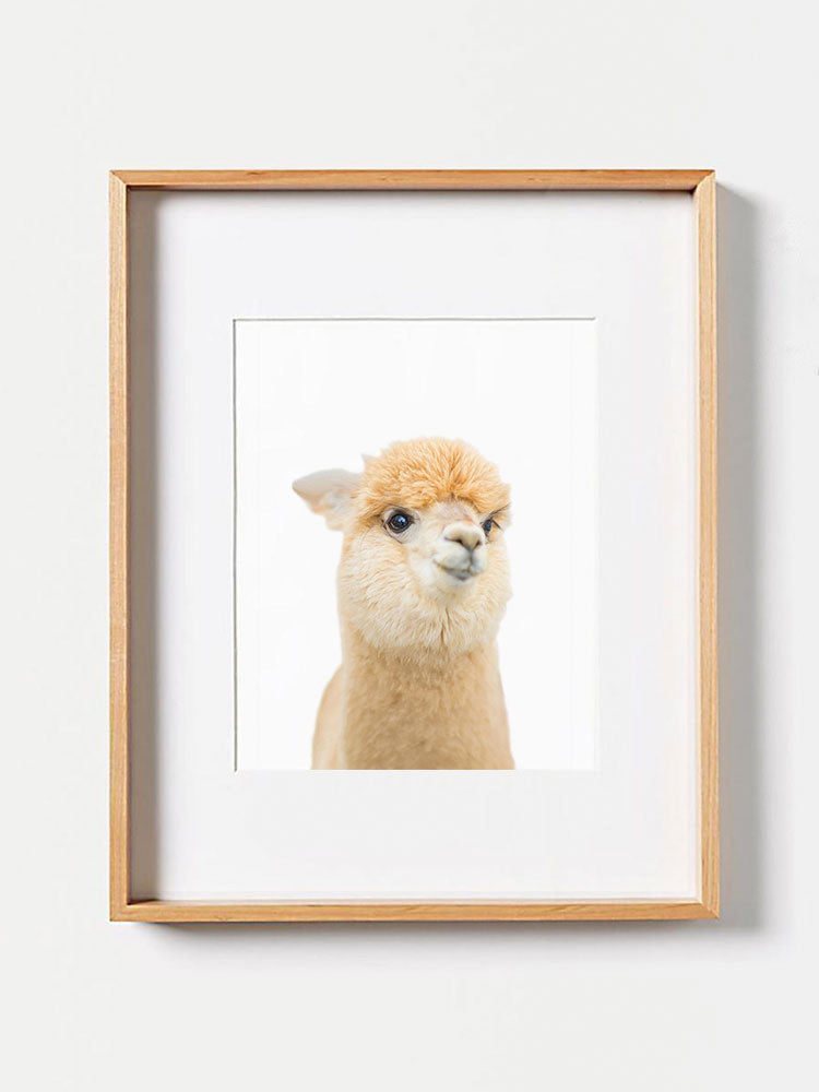 Maltese Alpaca Llama PosterPosterMARY & FAPMARY & FAP