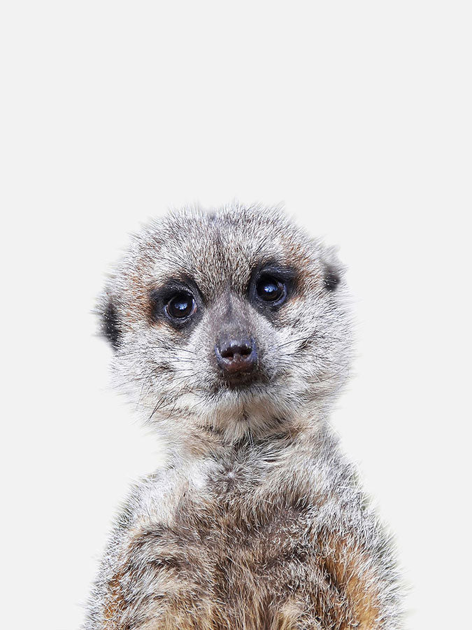 Maltese Meerkat PosterPosterMARY & FAPMARY & FAP