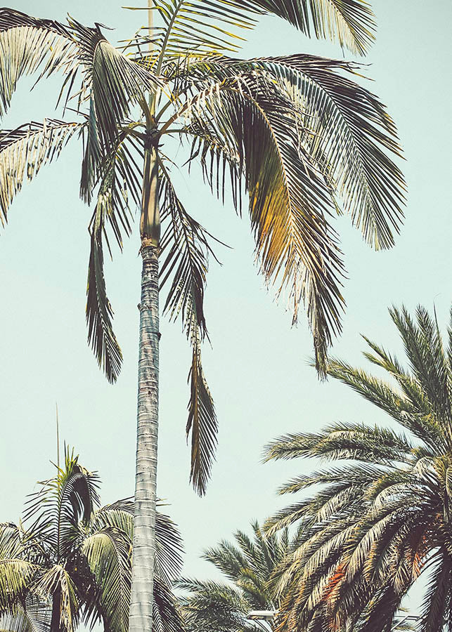 PALM TREES POSTERPosterMARY & FAPMARY & FAP