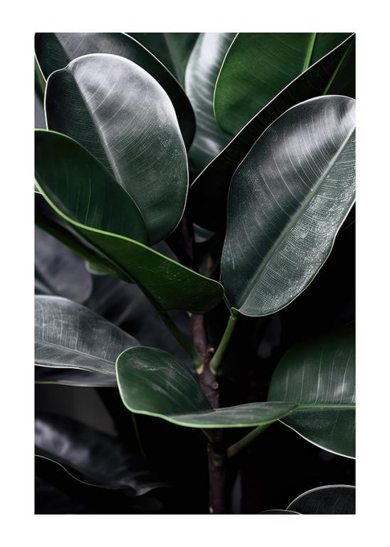 Lush Green Ficus Elastica Leaves