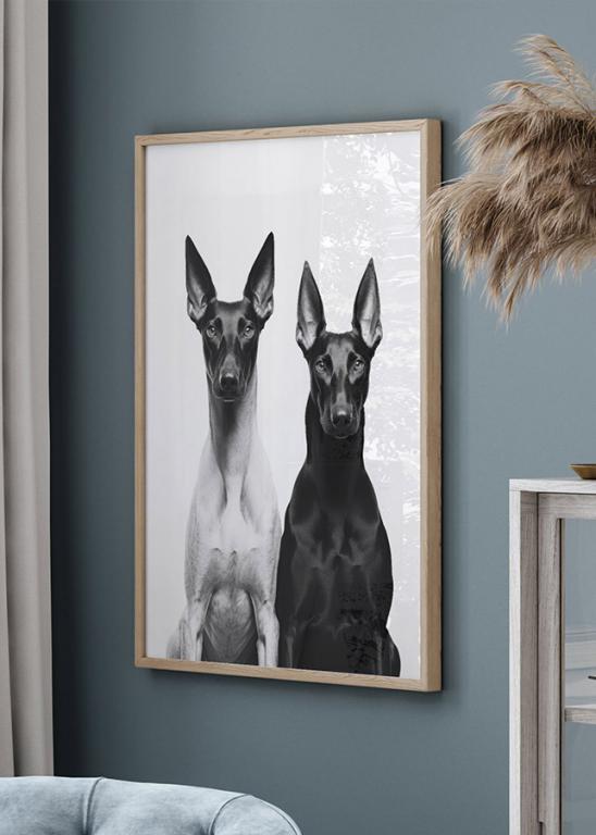 Portrait of Two Doberman Dogs