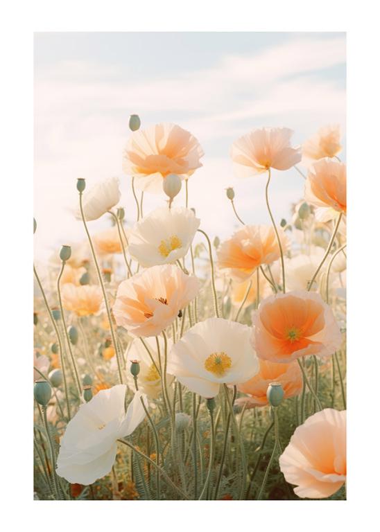 Blühende Mohnblumen auf der sonnenbeschienenen Wiese