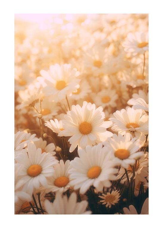 Sunlit Daisy Field