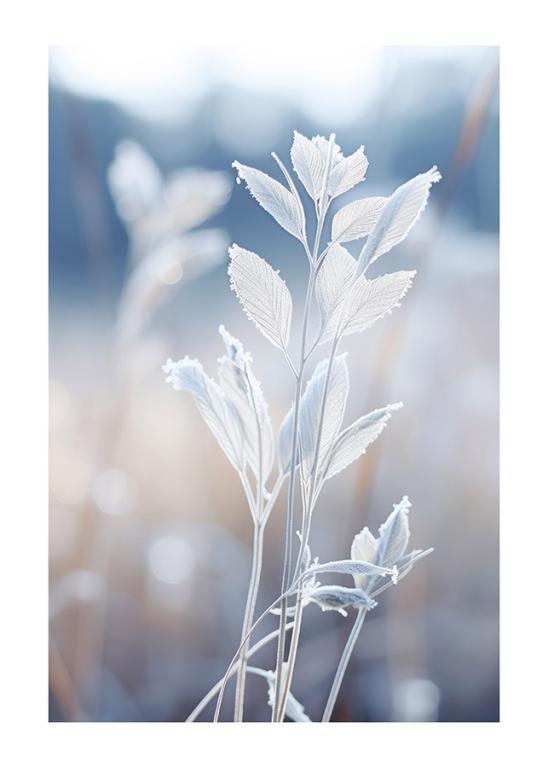 Zarte Eiskristalle auf Winterpflanze