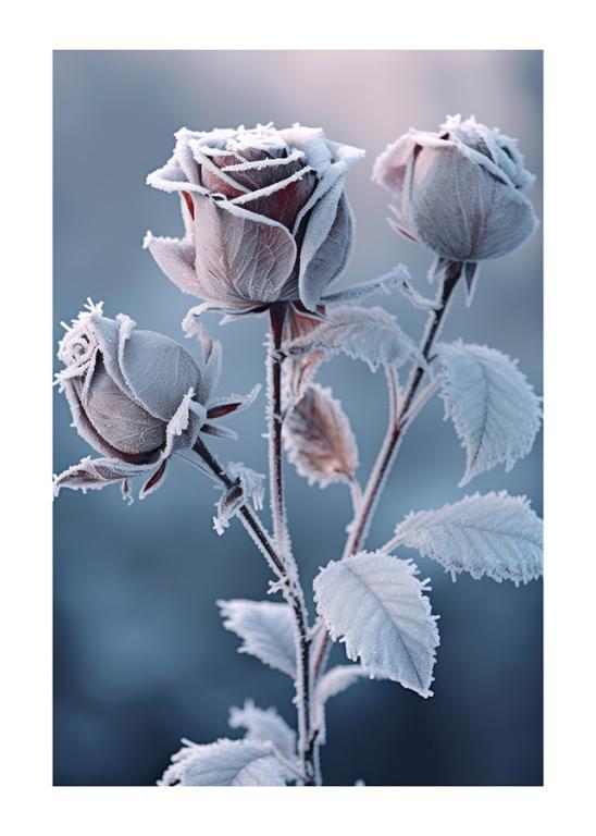 Frosted Roses in Winter