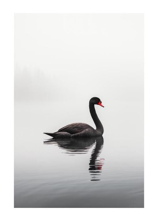 Graceful Black Swan