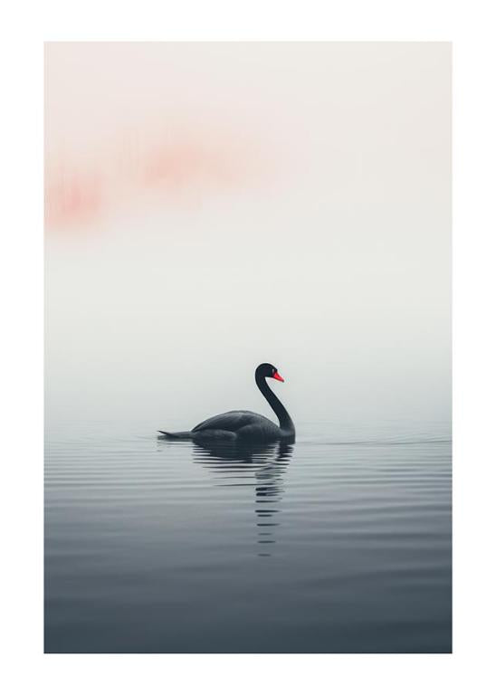 Schwarzer Schwan auf einem nebligen See