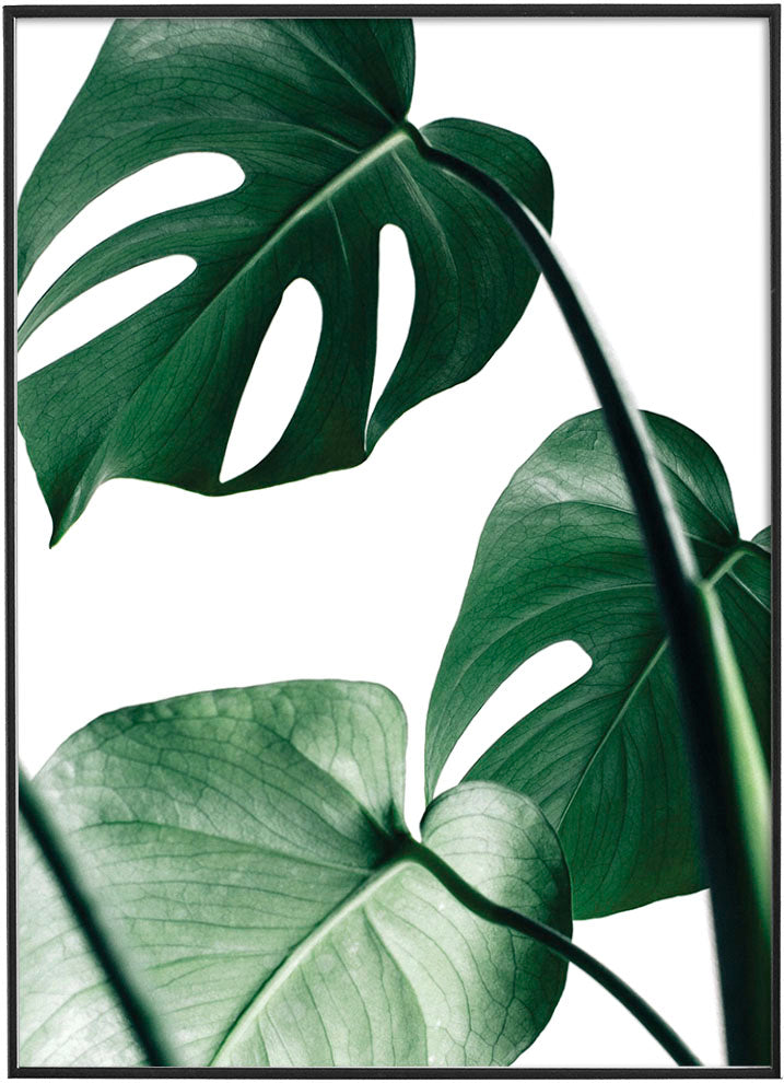 MONSTERA LEAFPosterFinger Art PrintsMARY & FAP