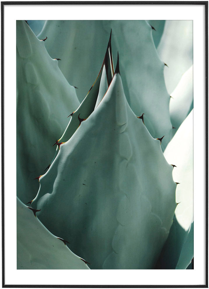 A close-up image capturing the detailed texture and sharp edges of a green agave plant’s leaves, highlighting nature’s intricate design.