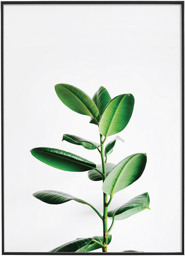 FICUS PLANT POSTERPosterFinger Art PrintsMARY & FAP