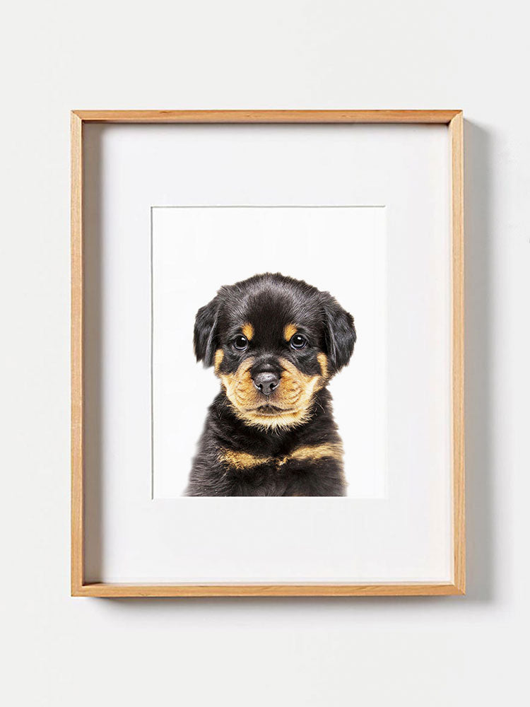 Baby Red Rottweiler PosterPosterMARY & FAPMARY & FAP
