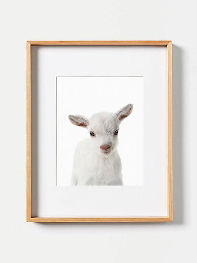 Baby Goat PosterPosterMARY & FAPMARY & FAP