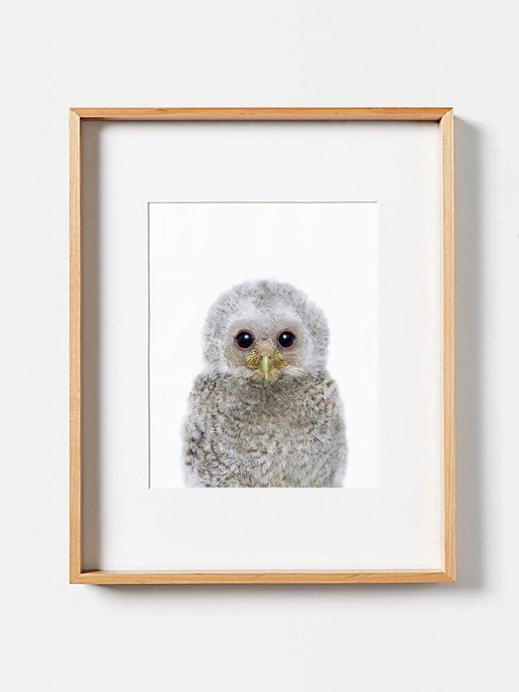 Baby Owl PosterPosterMARY & FAPMARY & FAP
