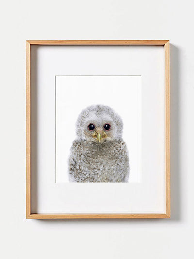 Baby Owl PosterPosterMARY & FAPMARY & FAP