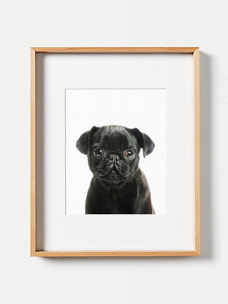 Pug Puppy PosterPosterMARY & FAPMARY & FAP