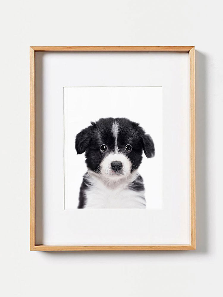 Baby Border Collie PosterPosterMARY & FAPMARY & FAP