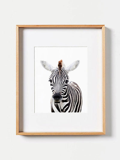 Baby Zebra PosterPosterMARY & FAPMARY & FAP