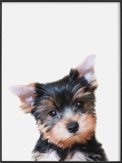 Close-up portrait of a cute multicolored puppy with a white background.