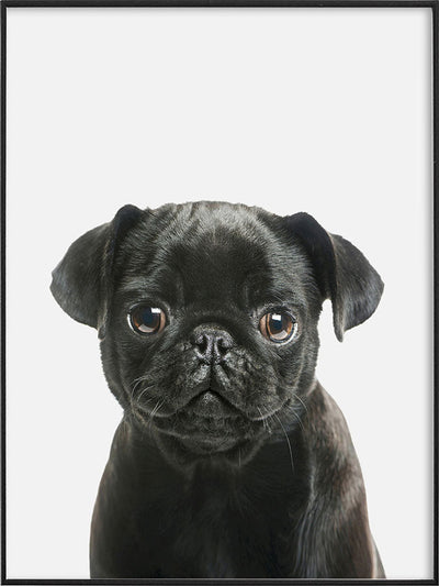 Pug Puppy PosterPosterMARY & FAPMARY & FAP
