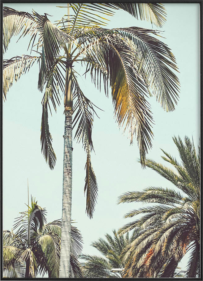 PALM TREES POSTERPosterMARY & FAPMARY & FAP
