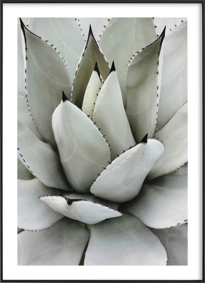 SUCCULENT PHOTOGRAPHYPosterMARY & FAPMARY & FAP