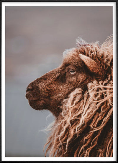 SHEEP PHOTOGRAPHYPosterFinger Art PrintsMARY & FAP