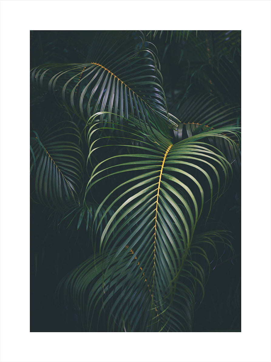 Rain forest Leaves PosterPosterMARY&FAPMARY & FAP