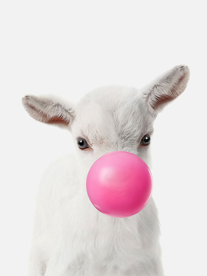 baby goat with bubble gum, Poster, 0? - 50?, A4 (21 x 29.7 cm), A3 (29.7 x 42 cm), A3+ (32.9 x 48.3 cm), 8*10" in, _tab_product-description-matte, _tab_shipping-and-returns, _tab_size-chart, ALL POSTERS, Baby Animals, Kid