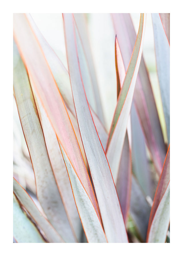 Agave colored leaves posterPosterMARY & FAPMARY & FAP