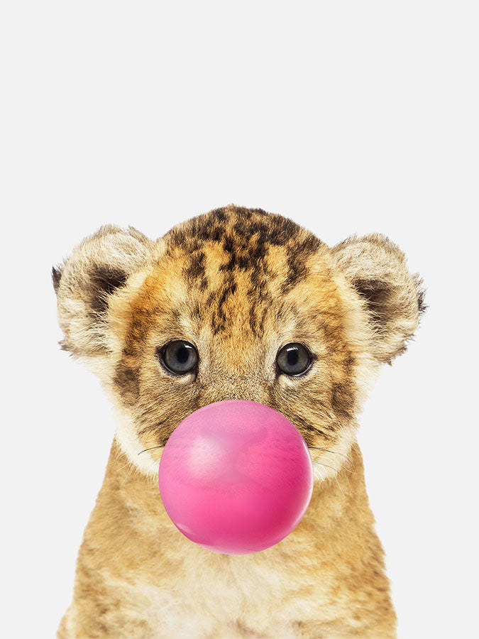 baby lion with bubble gum, Poster, 0? - 50?, A4 (21 x 29.7 cm), A3 (29.7 x 42 cm), A3+ (32.9 x 48.3 cm), 8*10" in, _tab_product-description-matte, _tab_shipping-and-returns, _tab_size-chart, ALL POSTERS, Baby Animals, Kid