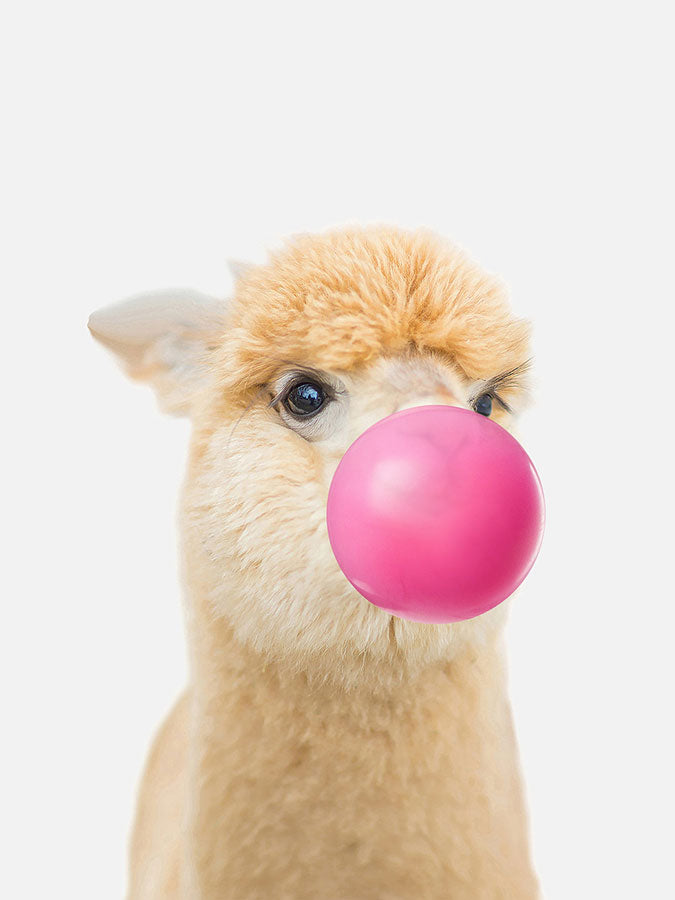 baby lama with bubble gum, Poster, 0? - 50?, A4 (21 x 29.7 cm), A3 (29.7 x 42 cm), A3+ (32.9 x 48.3 cm), 8*10" in, _tab_product-description-matte, _tab_shipping-and-returns, _tab_size-chart, ALL POSTERS, Baby Animals, Kid