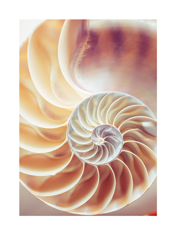 Nautilus shell N2 posterPosterMARY & FAPMARY & FAP