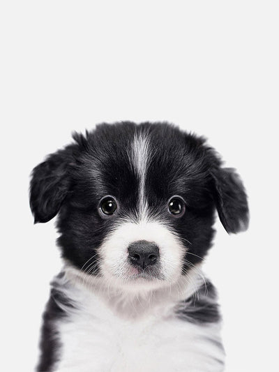 Baby Border Collie Poster, Poster, $10 - $50, 12*16" in, 12*18" in, 16*20" in, 18*24" in, 8*10" in, _tab_product-description-matte, _tab_shipping-and-returns, _tab_size-chart, ALL POSTERS, Baby Animals, Kid
