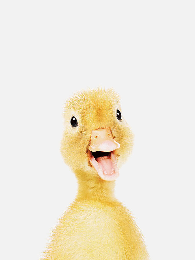 Baby Duckling Poster, Poster, $10 - $50, 12*16" in, 12*18" in, 16*20" in, 18*24" in, 8*10" in, _tab_product-description-matte, _tab_shipping-and-returns, _tab_size-chart, ALL POSTERS, Kids, PORTRAIT, White 
