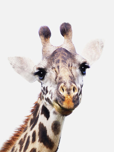 Nursery Giraffe PosterPosterMARY & FAPMARY & FAP