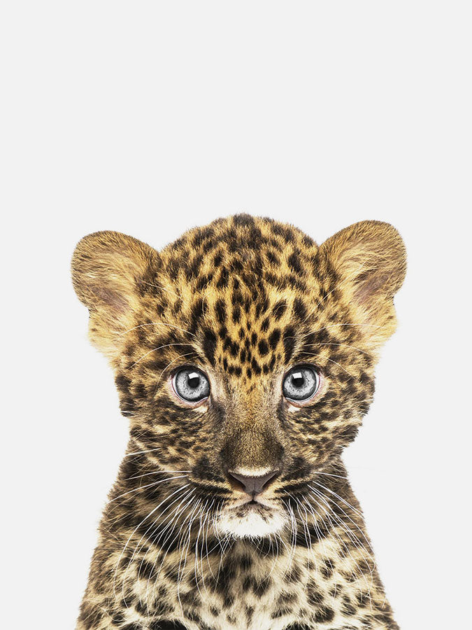 Baby Leopard Poster, Poster, 0? - 50?, A4 (21 x 29.7 cm), A3 (29.7 x 42 cm), A3+ (32.9 x 48.3 cm), 8*10" in, _tab_product-description-matte, _tab_shipping-and-returns, _tab_size-chart, ALL POSTERS, Kids, PORTRAIT, White -