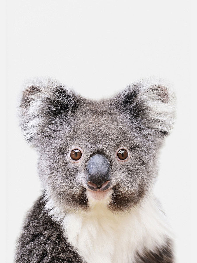 Baby Cute Koala Poster, Poster, 0? - 50?, A4 (21 x 29.7 cm), A3 (29.7 x 42 cm), A3+ (32.9 x 48.3 cm), 8*10" in, _tab_product-description-matte, _tab_shipping-and-returns, _tab_size-chart, ALL POSTERS, Kids, PORTRAIT, Whit