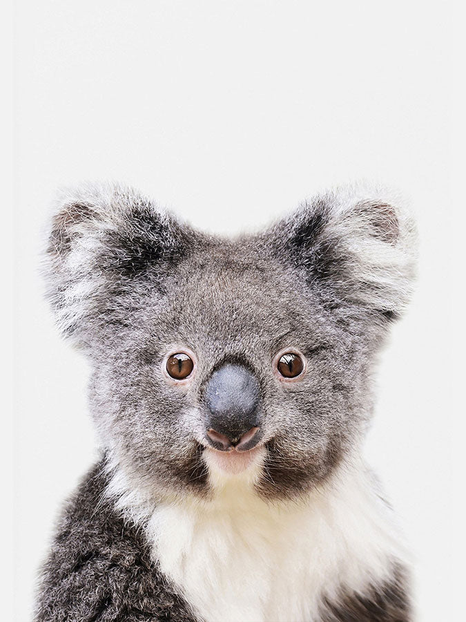 Baby Cute Koala Poster, Poster, $10 - $50, 12*16" in, 12*18" in, 16*20" in, 18*24" in, 8*10" in, _tab_product-description-matte, _tab_shipping-and-returns, _tab_size-chart, ALL POSTERS, Kids, PORTRAIT, Whit