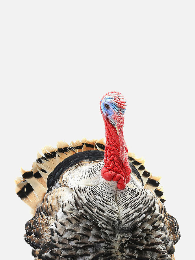 Turkey PosterPosterMARY & FAPMARY & FAP