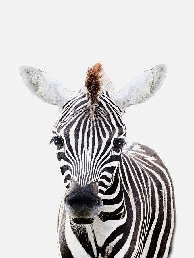 Close-up image of a zebra’s face showcasing detailed black and white stripes, expressive eyes, and alert ears against a white background.