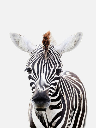 Close-up image of a zebra’s face showcasing detailed black and white stripes, expressive eyes, and alert ears against a white background.