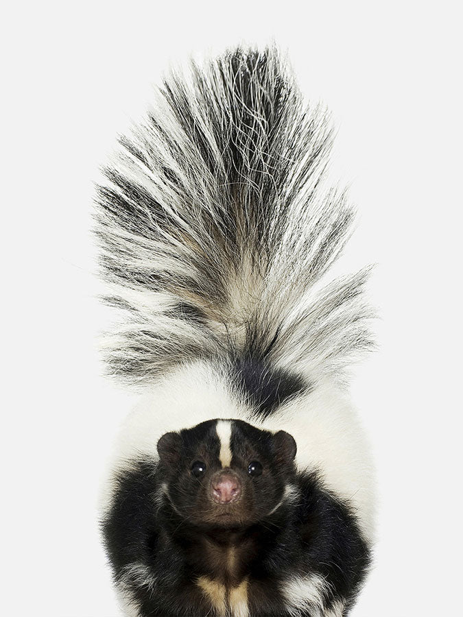 Baby Skunk Poster, Poster, 0? - 50?, A4 (21 x 29.7 cm), A3 (29.7 x 42 cm), A3+ (32.9 x 48.3 cm), 8*10" in, _tab_product-description-matte, _tab_shipping-and-returns, _tab_size-chart, ALL POSTERS, Kids, PORTRAIT, White - M