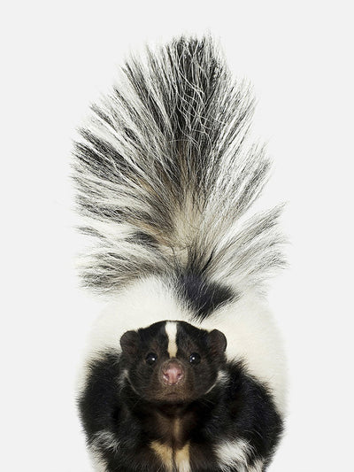 Baby Skunk Poster, Poster, $10 - $50, 12*16" in, 12*18" in, 16*20" in, 18*24" in, 8*10" in, _tab_product-description-matte, _tab_shipping-and-returns, _tab_size-chart, ALL POSTERS, Kids, PORTRAIT, White - M