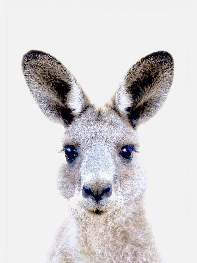 Baby Kangaroo Poster, Poster, $10 - $50, 12*16" in, 12*18" in, 16*20" in, 18*24" in, 8*10" in, _tab_product-description-matte, _tab_shipping-and-returns, _tab_size-chart, ALL POSTERS, Kids, PORTRAIT, White 