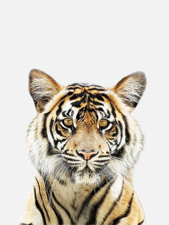 Baby Tiger Poster, Poster, 0? - 50?, A4 (21 x 29.7 cm), A3 (29.7 x 42 cm), A3+ (32.9 x 48.3 cm), 8*10" in, _tab_product-description-matte, _tab_shipping-and-returns, _tab_size-chart, ALL POSTERS, Kids, PORTRAIT, White - M