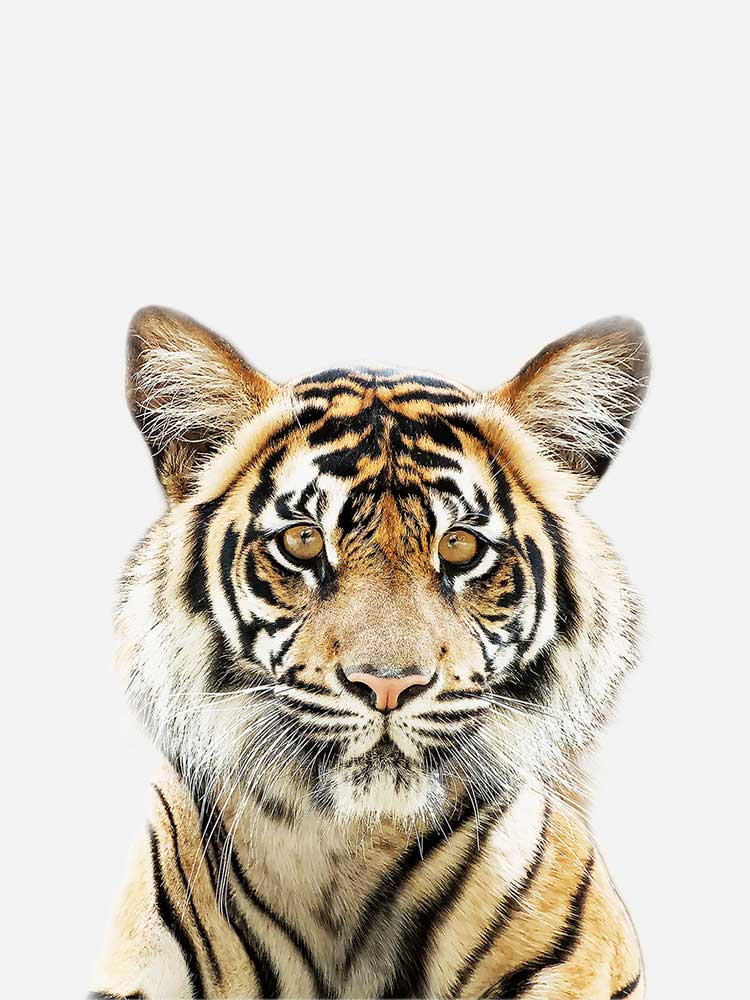 Baby Tiger Poster, Poster, $10 - $50, 12*16" in, 12*18" in, 16*20" in, 18*24" in, 8*10" in, _tab_product-description-matte, _tab_shipping-and-returns, _tab_size-chart, ALL POSTERS, Kids, PORTRAIT, White - M
